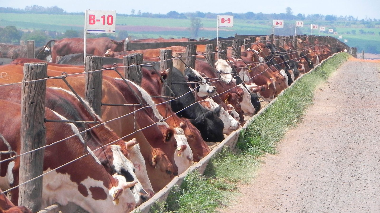 Leite A2: Descubra seus benefícios e quais são as raças selecionadas